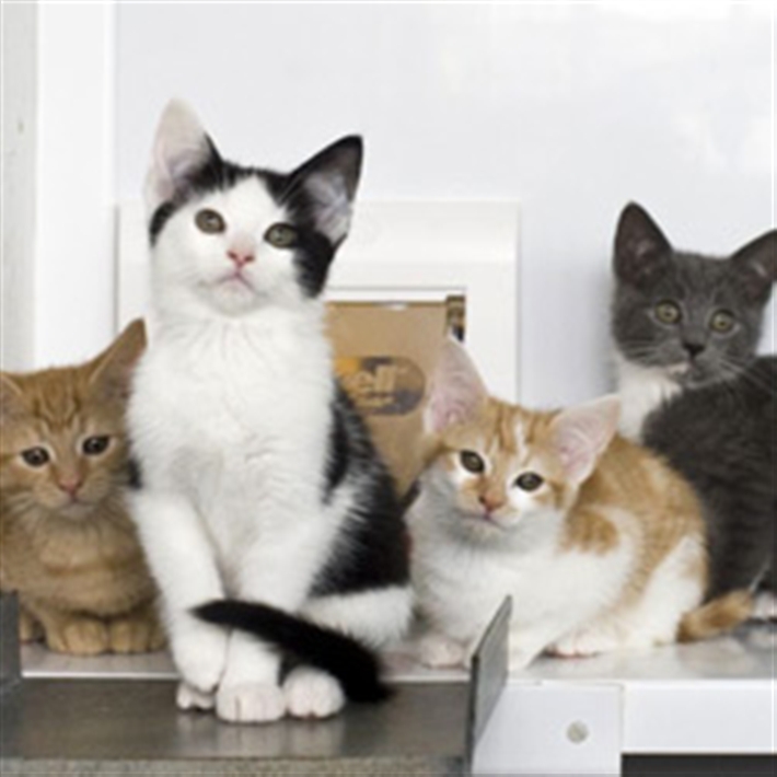 to Cats Protection Lanarkshire